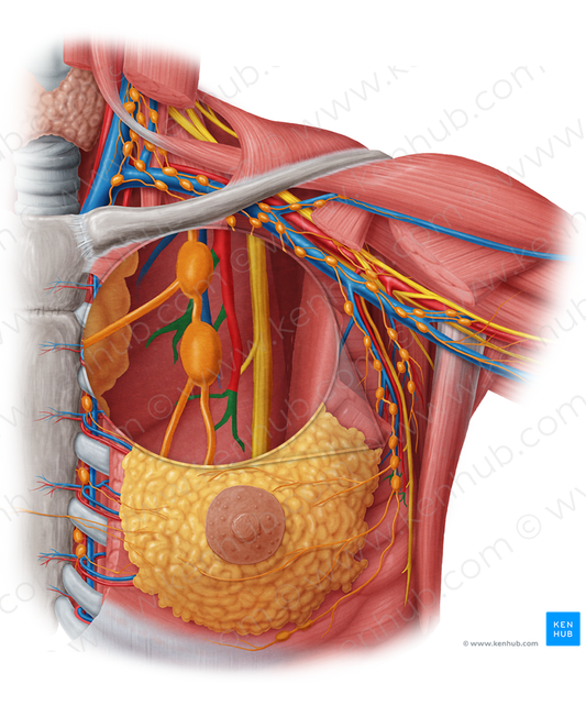 Lateral mammary branches of lateral thoracic artery (#8501)