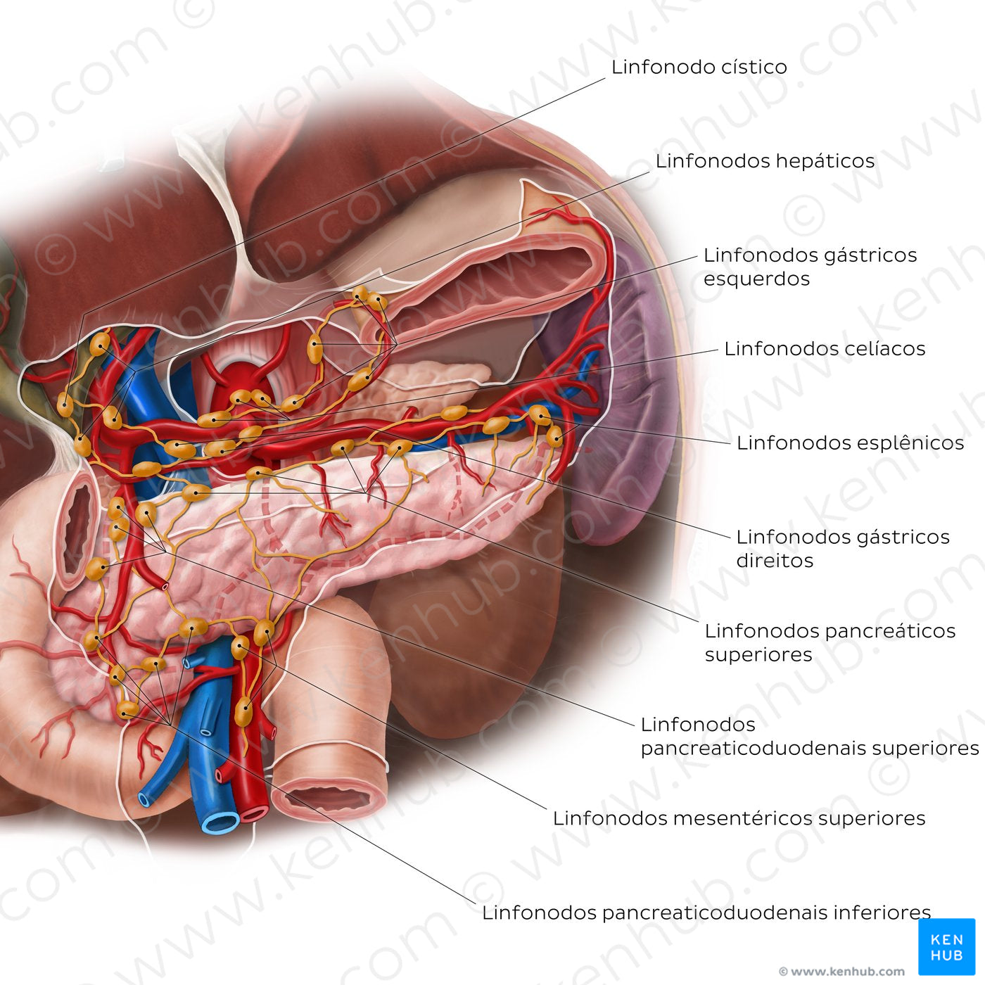 Lymphatics of the pancreas, duodenum and spleen (Portuguese)