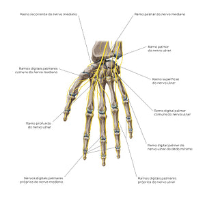 Nerves of the hand: Palmar view (Portuguese)