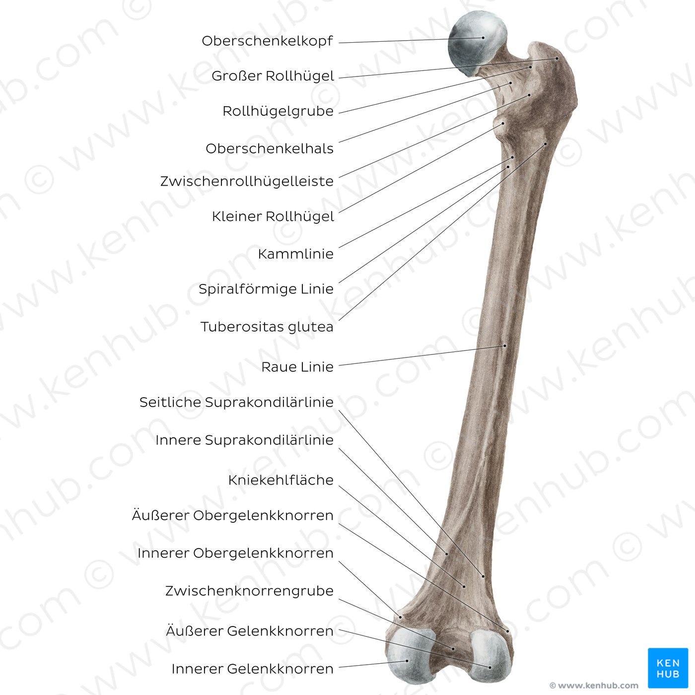 Femur (posterior view) (German)