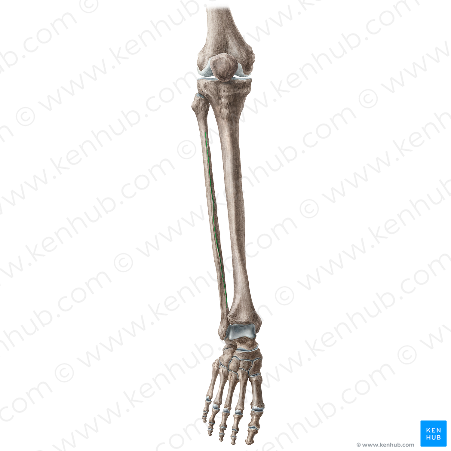 Interosseous crest of fibula (#20445) – Kenhub Image License Store