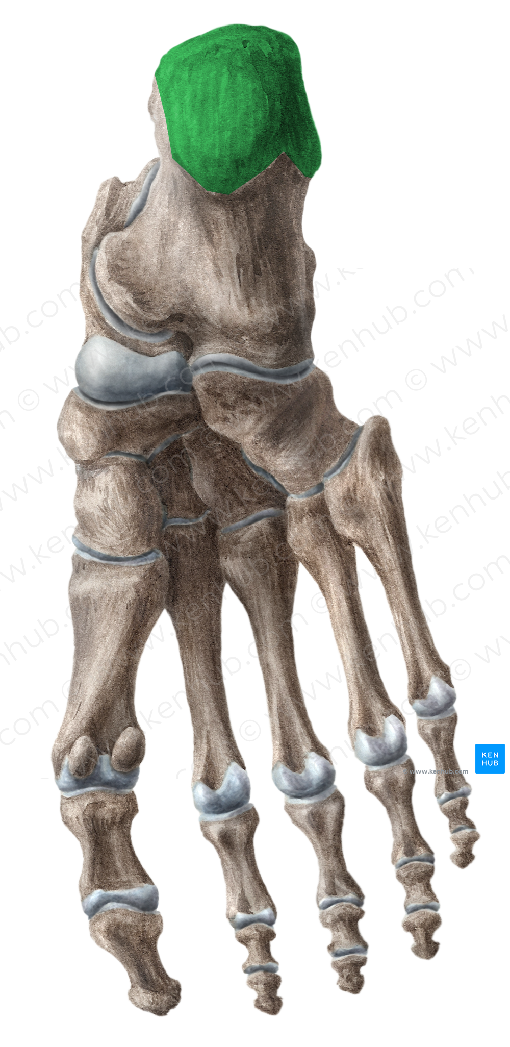 Calcaneal tuberosity (#9688)