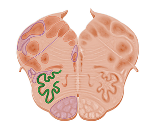 Principal inferior olivary nucleus (#10968)