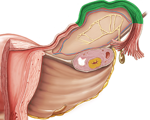 Ampulla of uterine tube (#620)