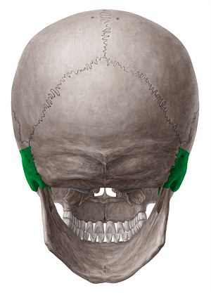 Petrous part of temporal bone (#7759)