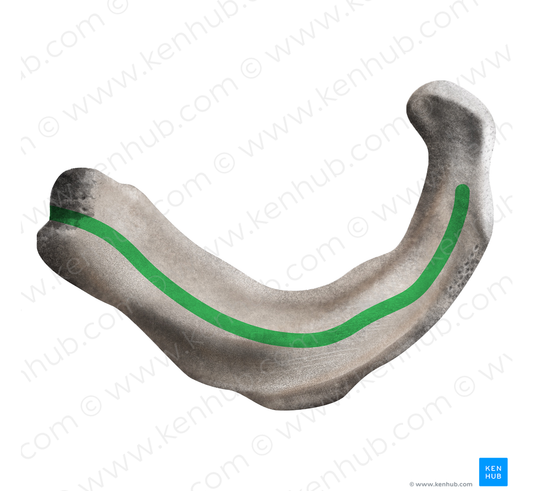 Superior attachment of internal intercostal muscle of 1st rib (#21709)