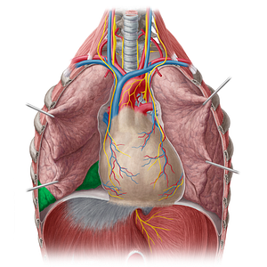 Inferior lobe of right lung (#4821)