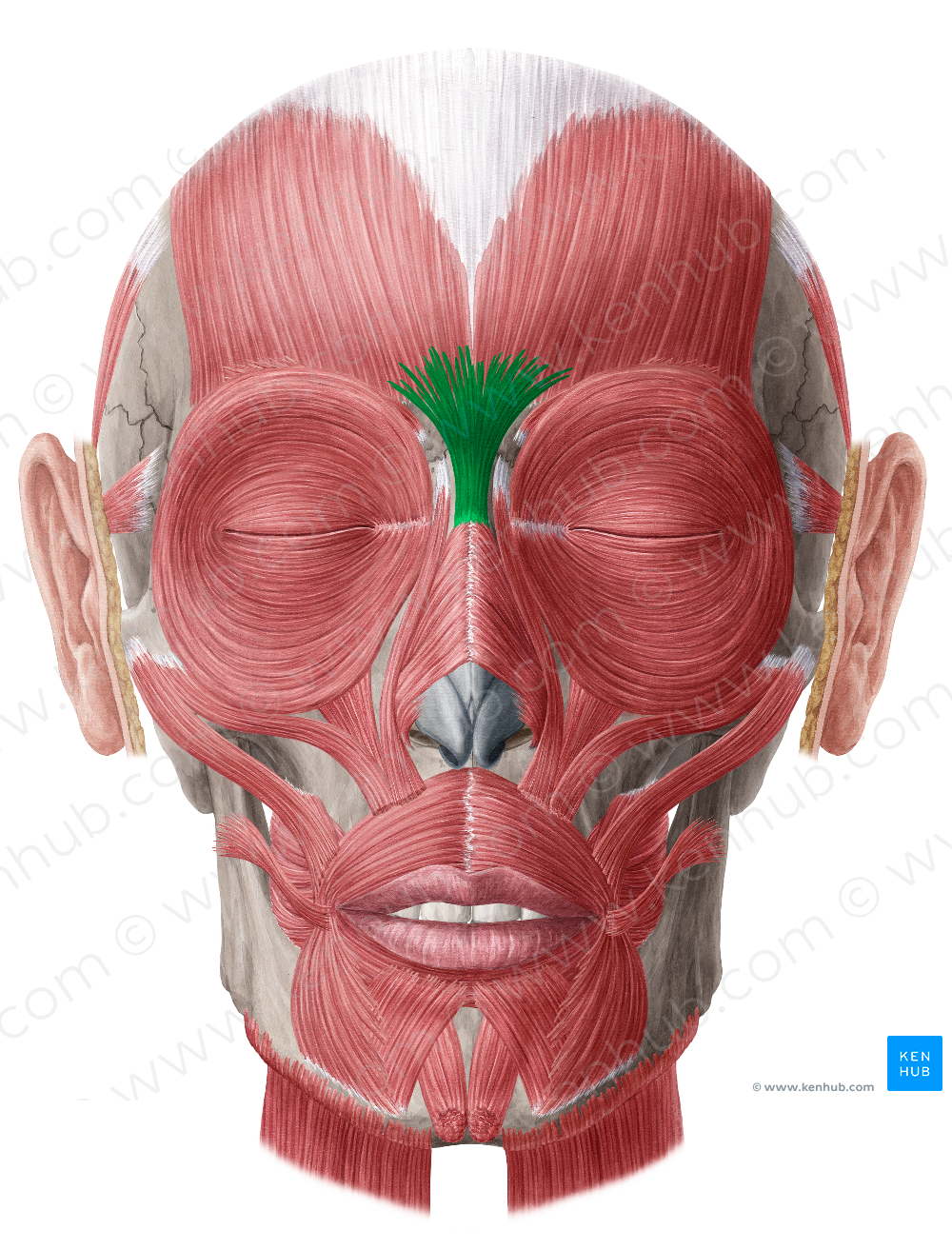 Procerus muscle (#5769)