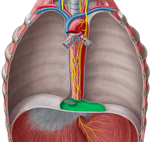 Pericardium (#7856)