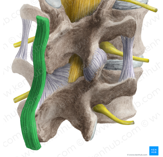 Supraspinous ligament (#4622)