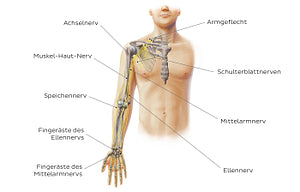 Main nerves of the upper limb - anterior (German)