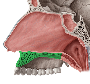 Hard palate (#7590)