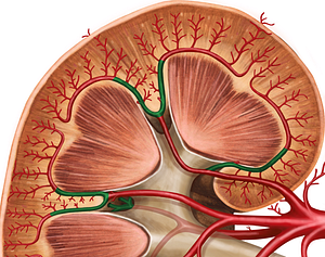 Interlobar arteries of kidney (#1160)