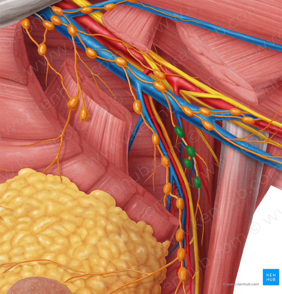 Subscapular axillary lymph nodes (#6967)