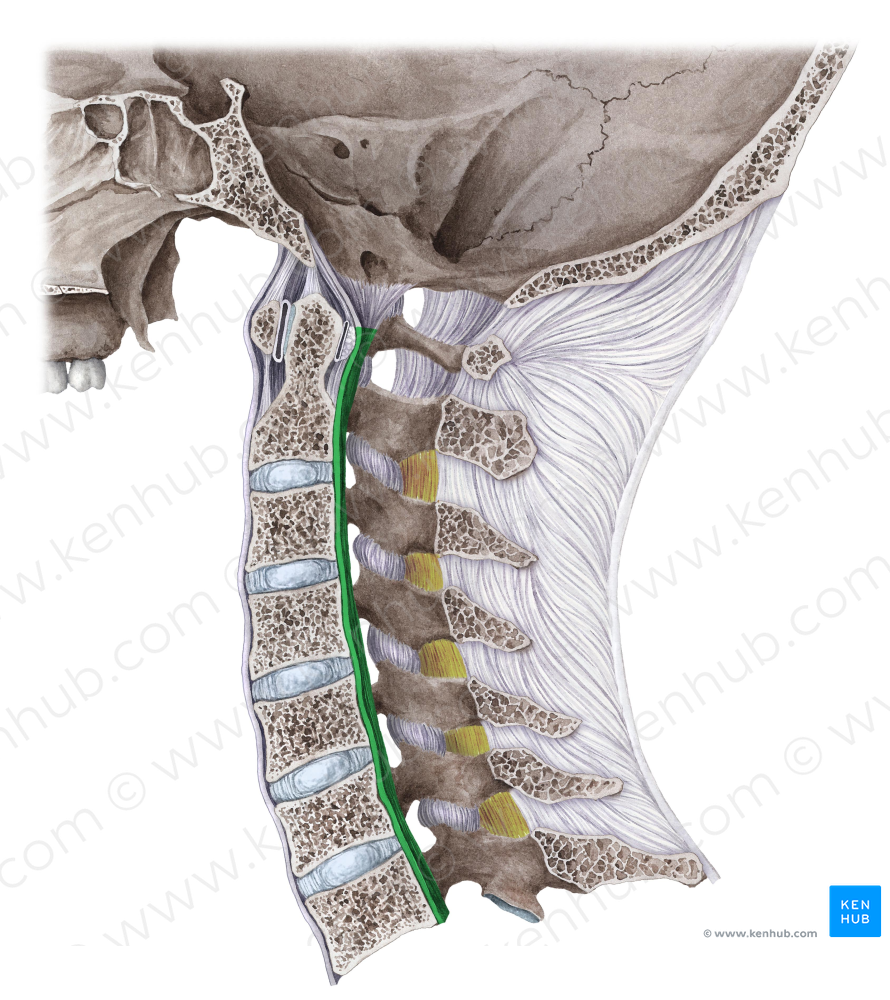 Posterior longitudinal ligament (#4573)