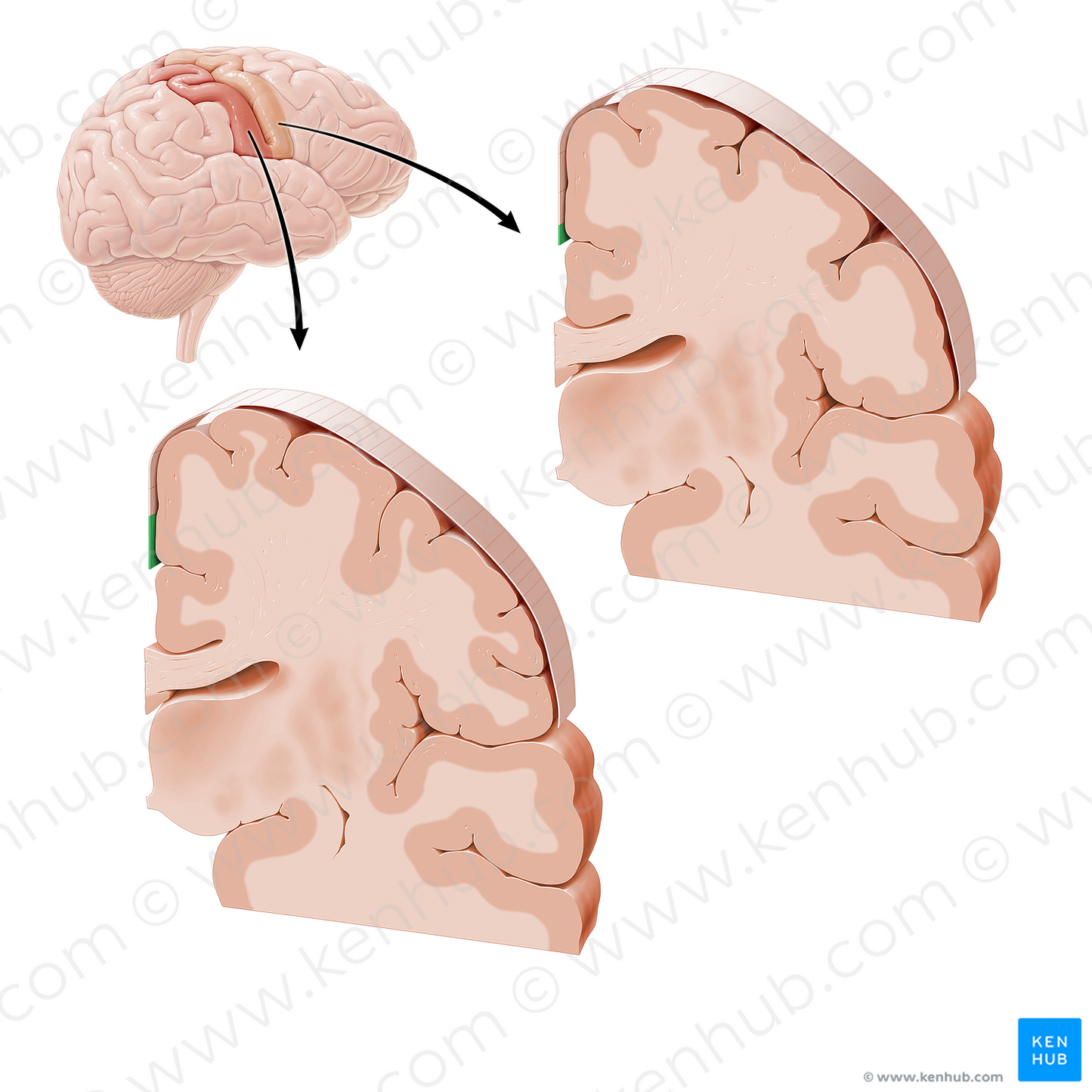 Sensory and motor cortex of genitals (#21218)