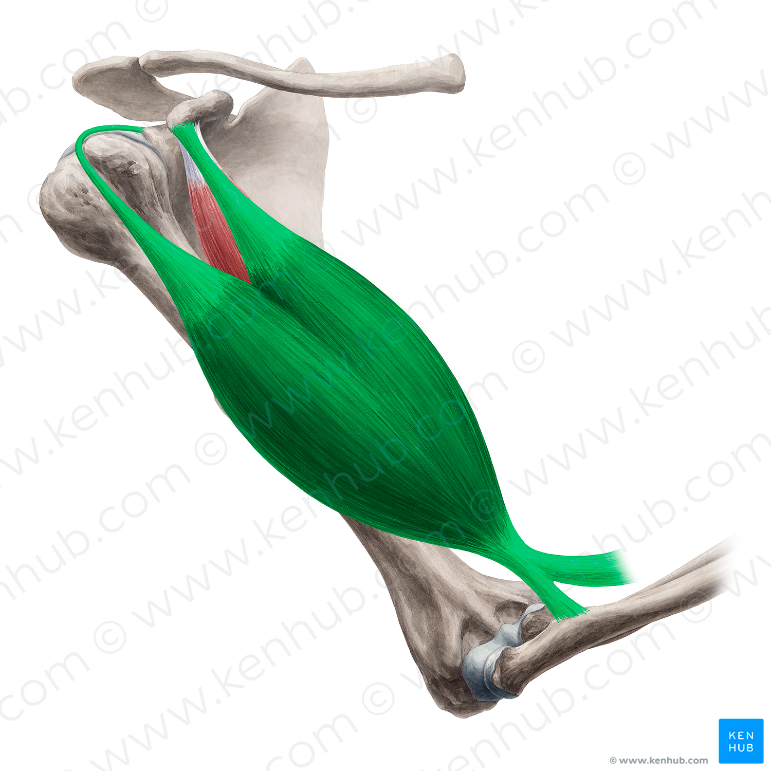 Biceps brachii muscle (#5218)