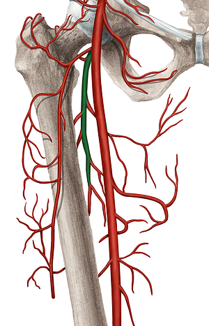 Deep femoral artery (#1656)
