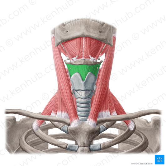 Thyrohyoid membrane (#5054)