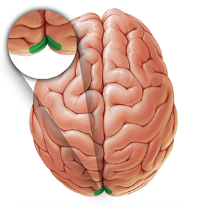 Calcarine sulcus (#19049)