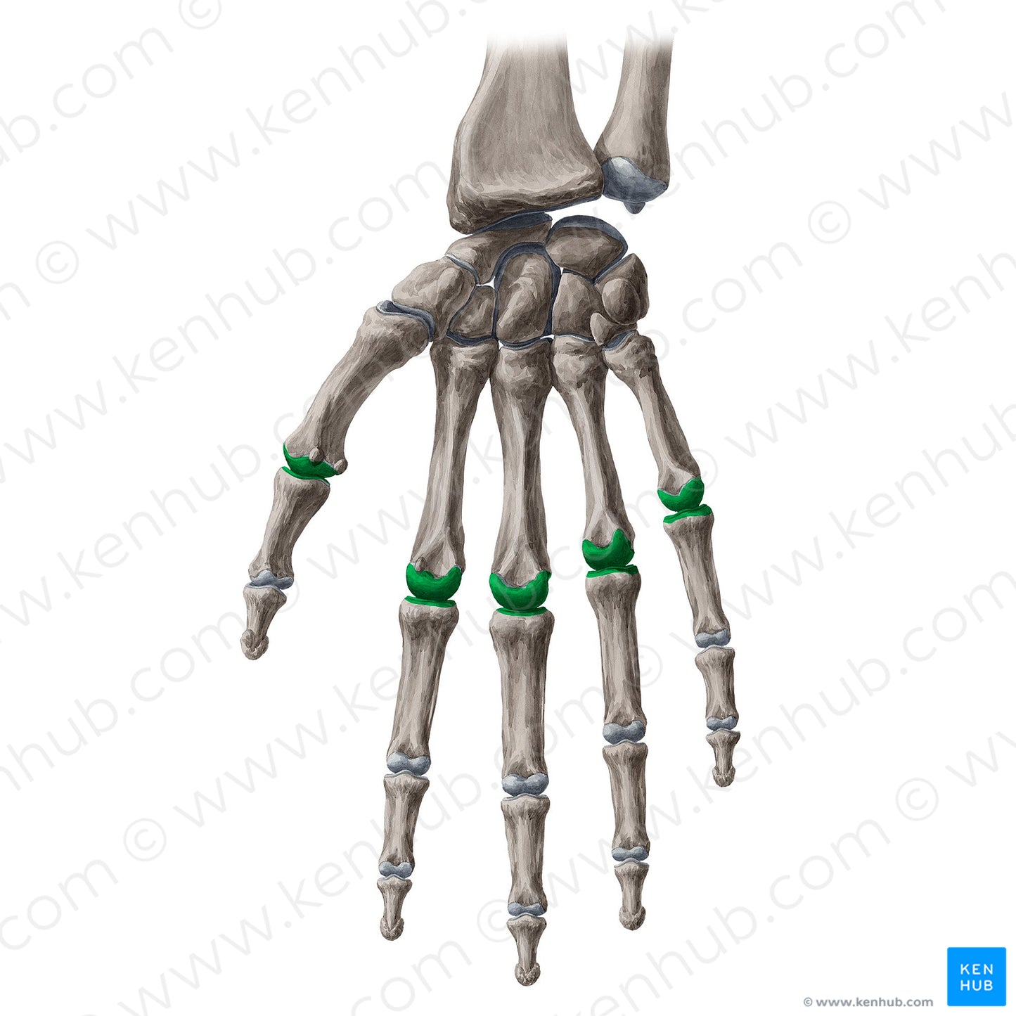 Metacarpophalangeal joints (#2058)