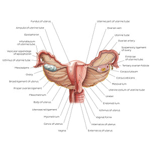 Uterus and ovaries (English)