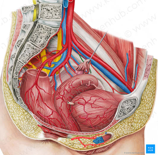 Left superior vesical artery (#1991)