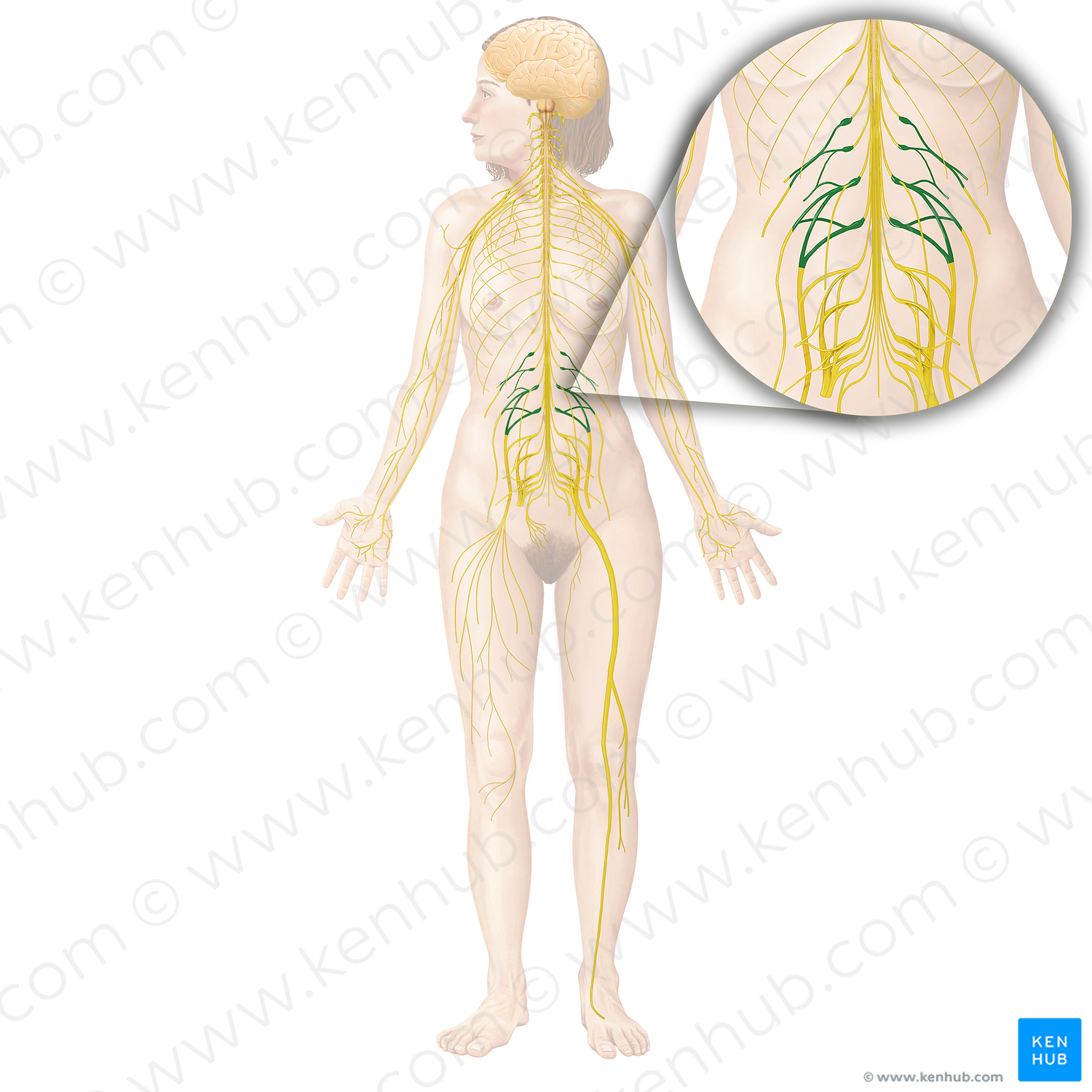 Lumbar plexus (#8007)