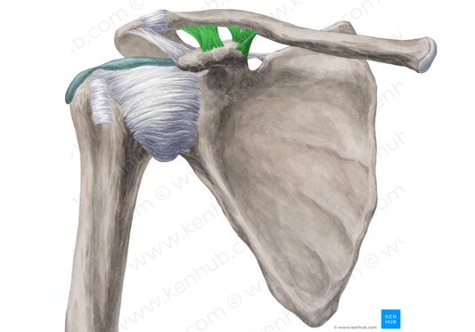 Coracoclavicular ligament (#4504)