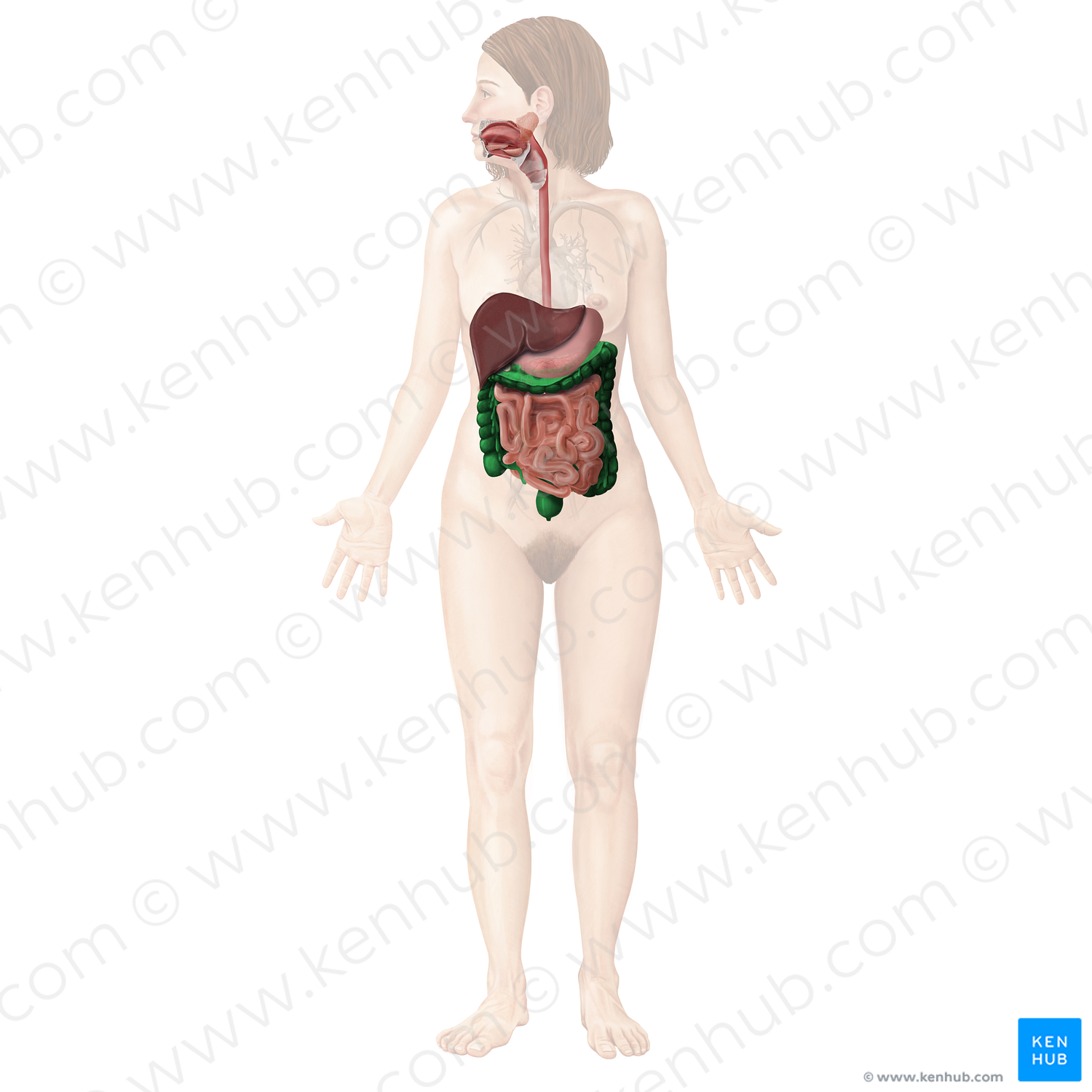 Large intestine (#4325)