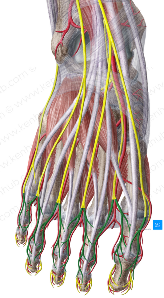Dorsal digital nerves of foot (#6223)