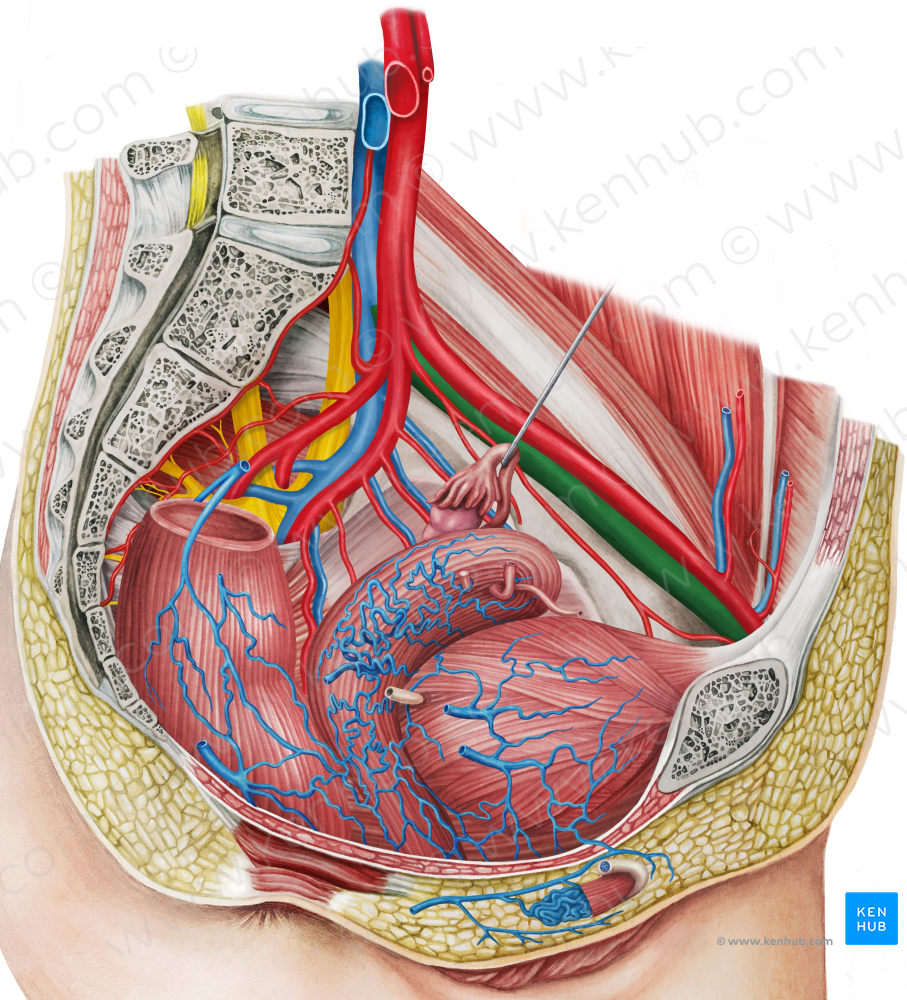 Left external iliac vein (#10308)