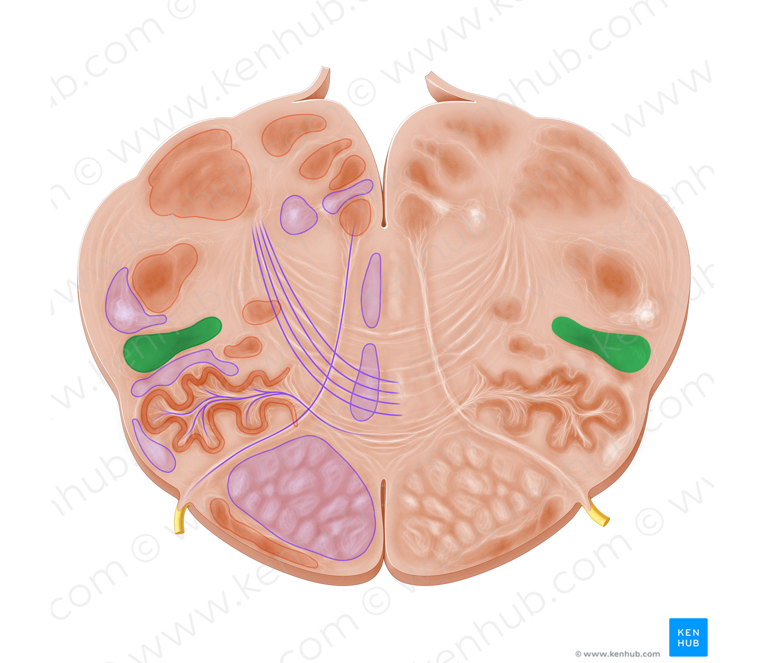 Lateral reticular nucleus (#7243)