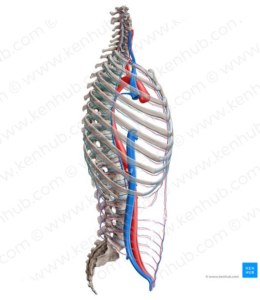 Posterior intercostal artery (#16378)