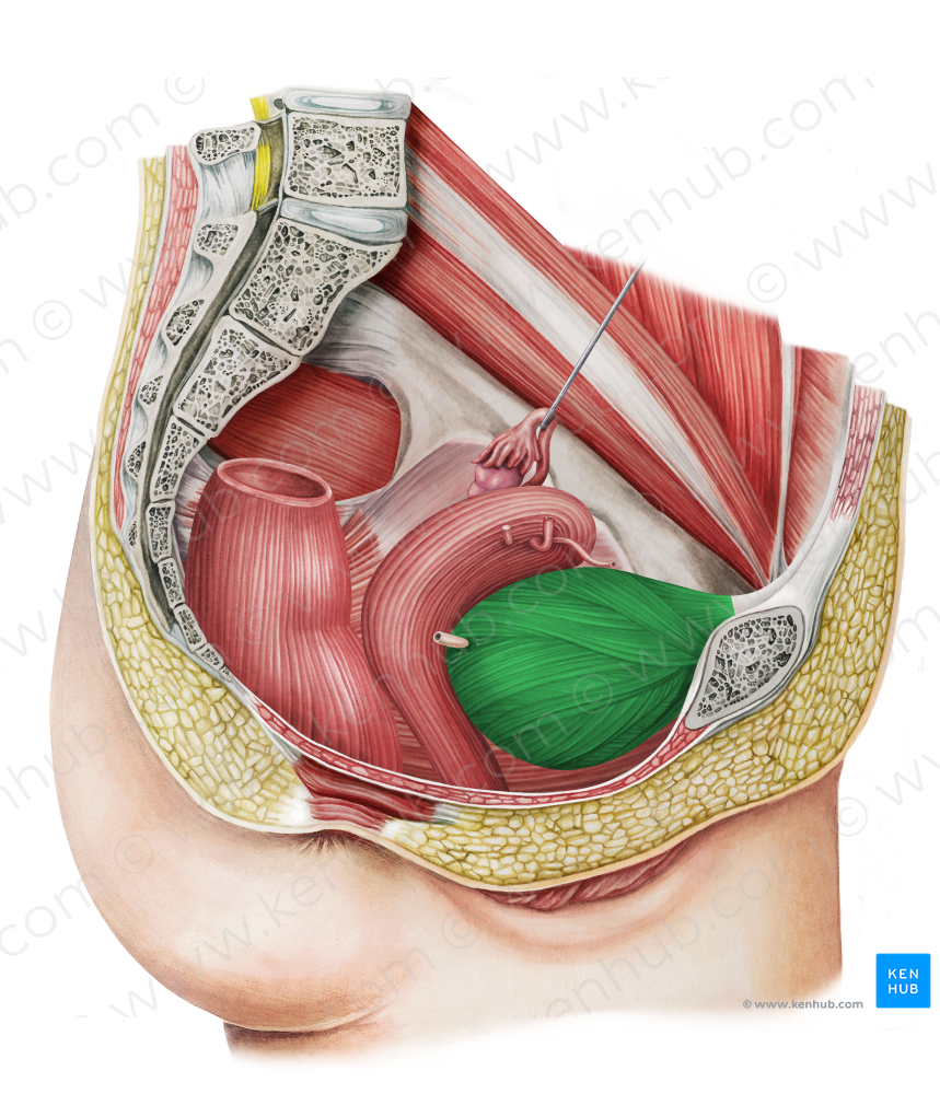 Urinary bladder (#10805)