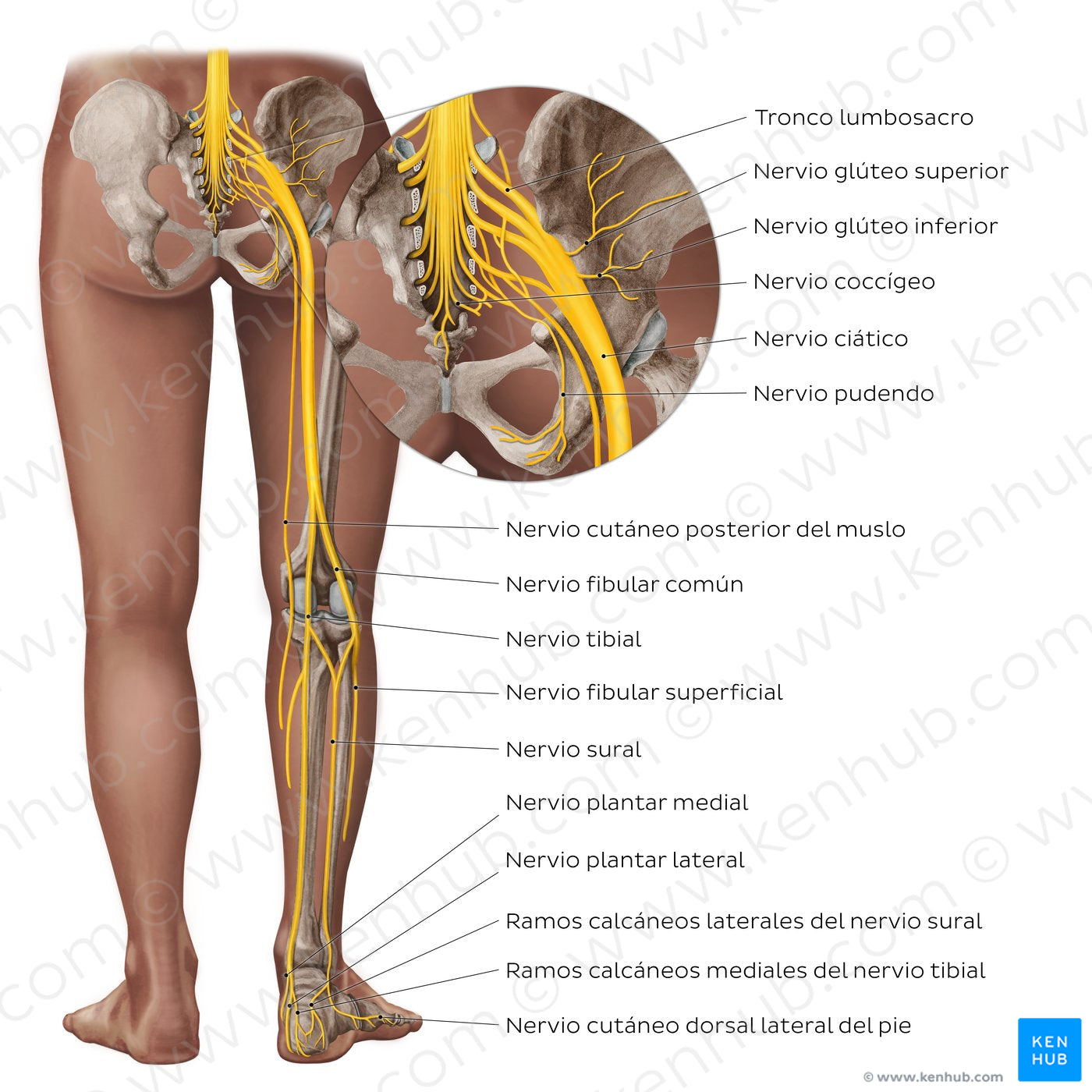 Sciatic nerve and its branches (Spanish)