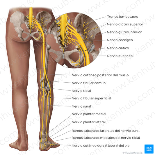 Sciatic nerve and its branches (Spanish)