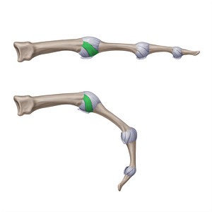 Proper collateral metacarpophalangeal ligaments (#20948)