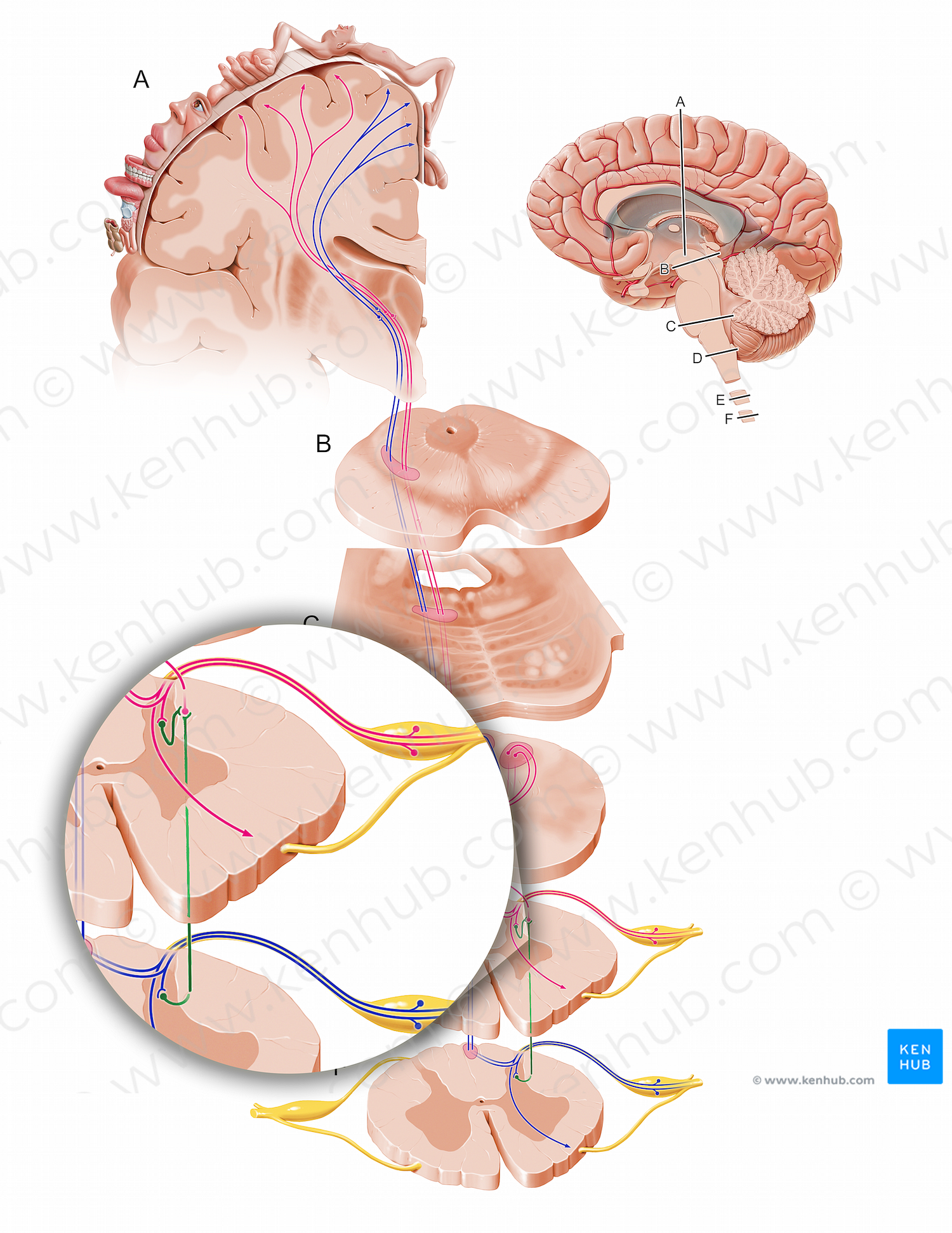 Spinocervical tract (#12100)