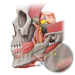 Submandibular nerves (#20469)