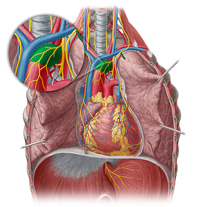 Aortic arch (#819)