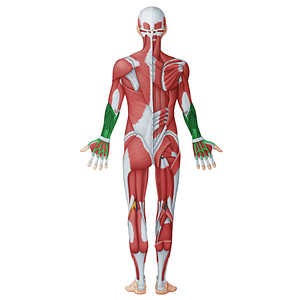 Posterior (extensor) muscles of forearm (#20053)