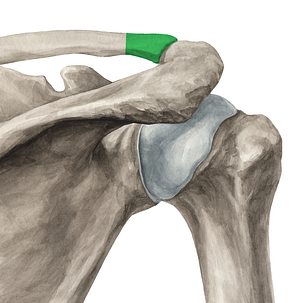 Acromial end of clavicle (#3433)