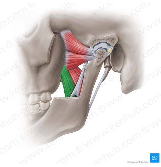 Superficial head of medial pterygoid muscle (#18876)