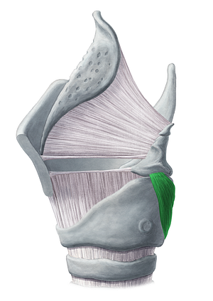 Posterior cricoarytenoid muscle (#5280)