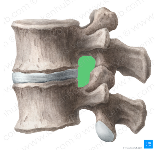 Intervertebral foramen (#3739)