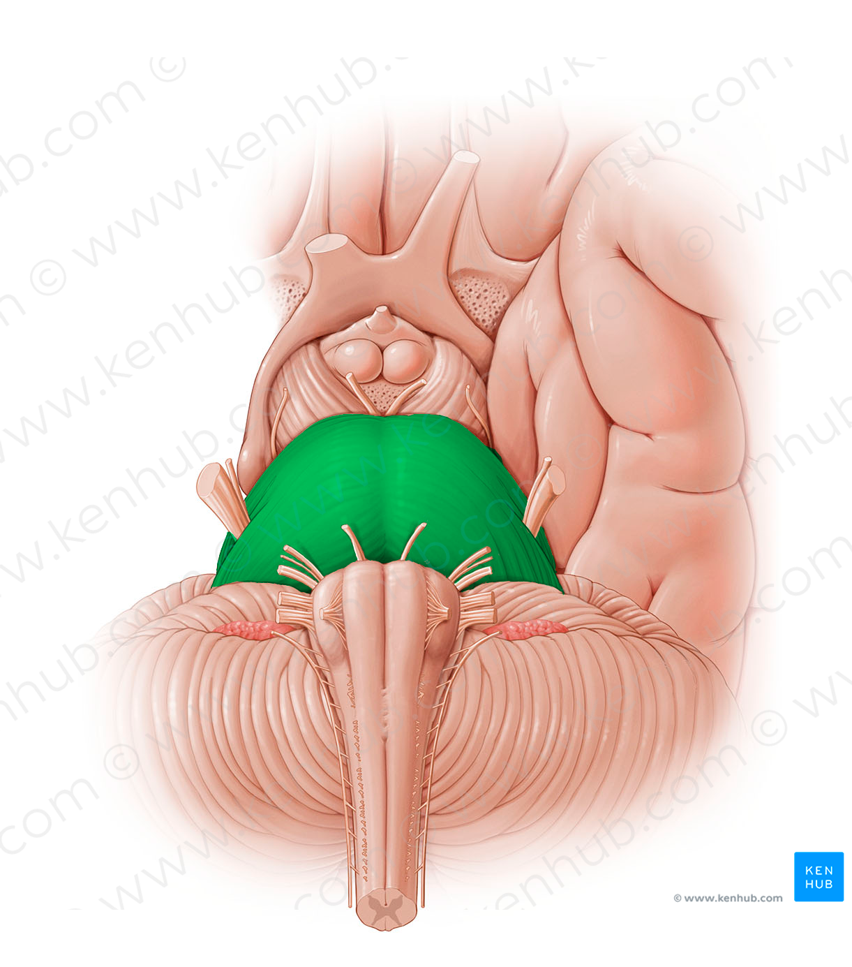 Pons (#12797)