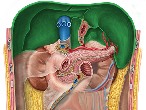 Diaphragm (#3247)