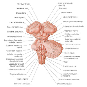 Brainstem and related structures (English)