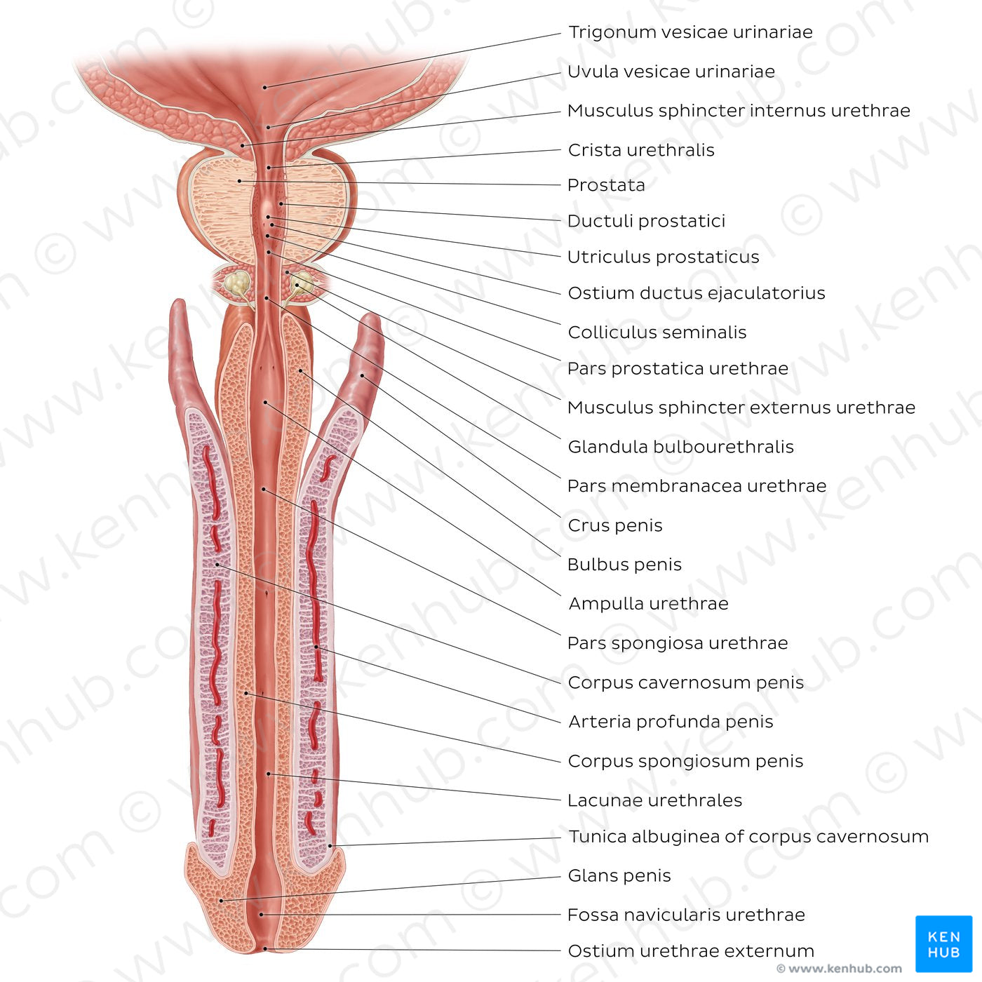 Penis and male urethra (Latin)